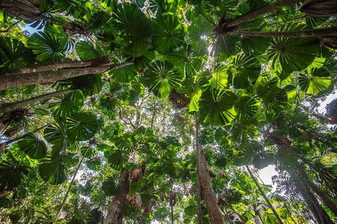 5 Day Australia Retreat: Queensland Daintree - Accommodation China 4