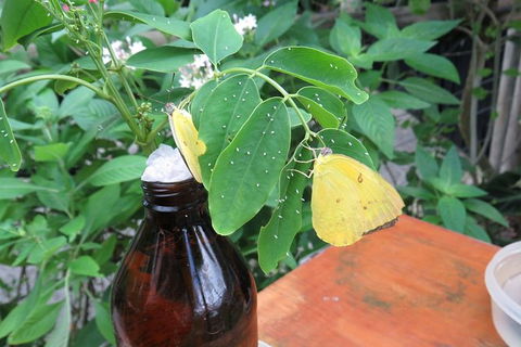 Australian Butterfly Sanctuary- Virtual Interactive Tour With Private Guide - Accommodation China 5