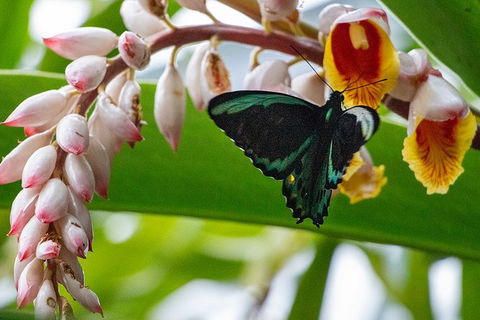Australian Butterfly Sanctuary- Virtual Interactive Tour With Private Guide - Accommodation China 0