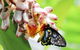 Australian Butterfly Sanctuary- Virtual Interactive Tour With Private Guide - thumb 7