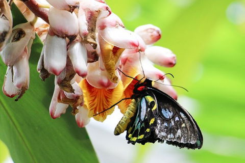 Australian Butterfly Sanctuary- Virtual Interactive Tour With Private Guide - Accommodation China 7