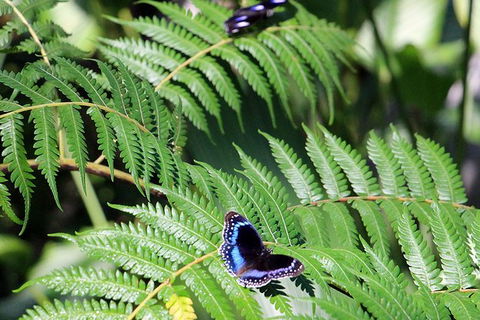 Australian Butterfly Sanctuary- Virtual Interactive Tour With Private Guide - Accommodation China 3