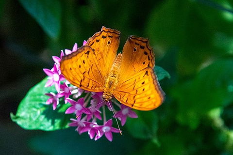 Australian Butterfly Sanctuary- Virtual Interactive Tour With Private Guide - Accommodation China 1