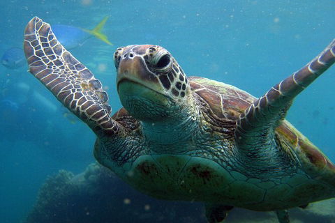 2 Night Whitsunday Islands Cruise On Atlantic Clipper From Airlie Beach - Accommodation Guide 6