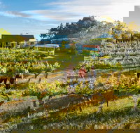 Barossa Valley Highlights from Barossa Valley Including Wine and Cheese Tasting - Accommodation China