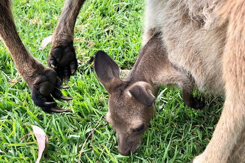 Coffin Bay Oysters, Ocean & Nature Tour - Accommodation China 10
