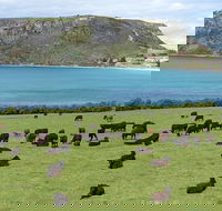 Cruise Ship Excursion Stanley - Accommodation Guide