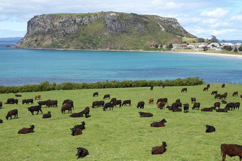 Cruise Ship Excursion: Stanley - Accommodation Asia 0