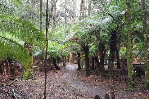 Cruise Ship Excursion: Stanley - Accommodation Asia 5