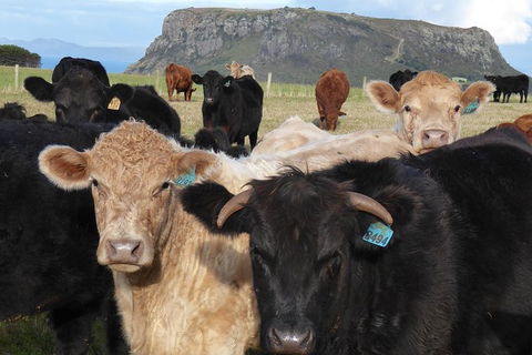 Cruise Ship Excursion: Stanley - Accommodation Asia 1