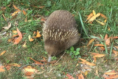 Cruise Ship Excursion: Stanley - Accommodation Asia 4