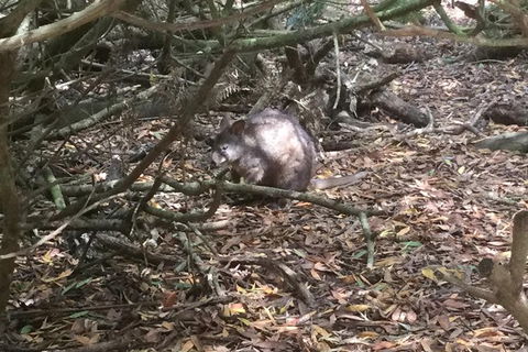 Cruise Ship Excursion: Stanley - Accommodation Asia 13