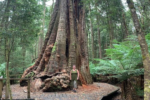 Cruise Ship Excursion: Stanley - Accommodation Asia 20