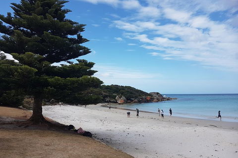 Cruise Ship Excursion: Stanley - Accommodation Asia 21