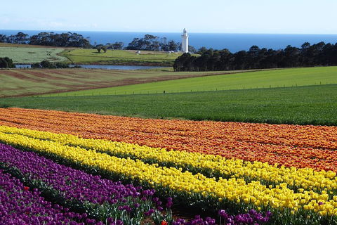 Cruise Ship Excursion: Stanley - Accommodation Asia 18