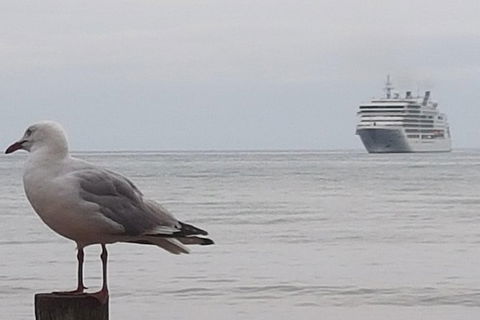 Cruise Ship Excursion: Stanley - Accommodation Asia 9