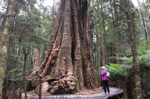 Cruise Ship Excursion: Stanley - Accommodation Asia 11