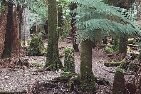 Cruise Ship Excursion: Stanley - Accommodation Asia 8