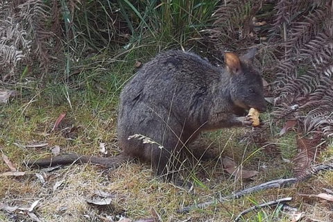 Cruise Ship Excursion: NW Tassie Coastal Explorer - Accommodation Asia 5