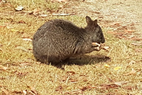 Cruise Ship Excursion: NW Tassie Coastal Explorer - Accommodation Asia 4