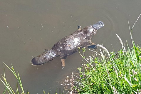 Cruise Ship Excursion: NW Tassie Coastal Explorer - Accommodation Asia 0