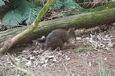 Cruise Ship Excursion: NW Tassie Coastal Explorer - Accommodation Asia 1