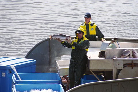 Afternoon Gordon River Dinner Cruise - Departing 3pm - Accommodation Asia 3