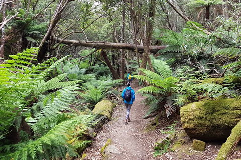 Mt. Wellington Morning Hike + Afternoon Beer & History Walk - Accommodation China 7