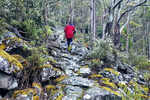 Mt. Wellington Morning Hike + Afternoon Beer & History Walk - Accommodation China 8