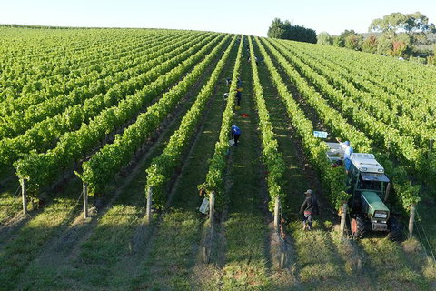 Yarra Valley Wine, Bubbles And Gin Tour! - Accommodation China 6