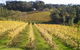 Macedon Ranges Winery Tour From Melbourne - thumb 1
