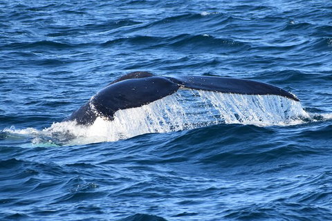 Dolphin & Whale Cruise - Accommodation Asia 6