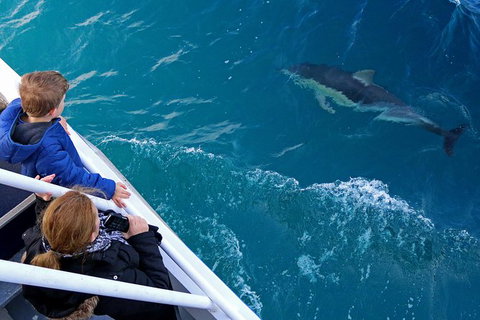 Dolphin & Whale Cruise - Accommodation Asia 0