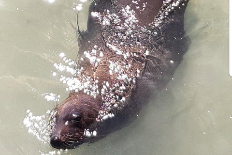 Warrnambool Wanderer Tour - Accommodation China 5