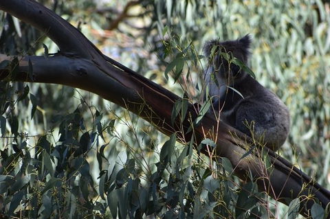 Great Ocean Road Tour Plus Koalas, Forest Walk And Morning Tea. - Accommodation Guide 2