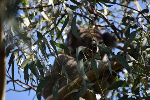 Great Ocean Road Tour Plus Koalas, Forest Walk And Morning Tea. - Accommodation Guide 6