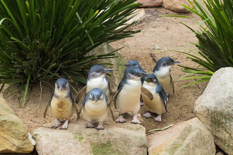Full-Day Bus Tour Phillip Island Wildlife And Brighton Beach - Accommodation Guide 2