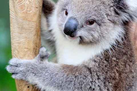 Full-Day Bus Tour Phillip Island Wildlife And Brighton Beach - Accommodation Guide 4