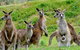 Full-Day Bus Tour Phillip Island Wildlife And Brighton Beach - thumb 6