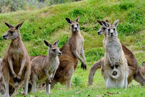 Full-Day Bus Tour Phillip Island Wildlife And Brighton Beach - Accommodation Guide 6