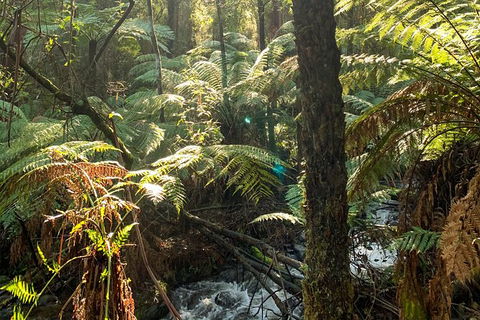 Hiking Tour To Aqueduct And Warburton Valley Lookout - Accommodation Guide 3