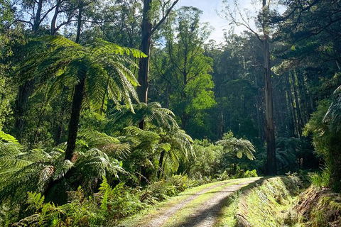 Hiking Tour To Aqueduct And Warburton Valley Lookout - Accommodation Guide 1
