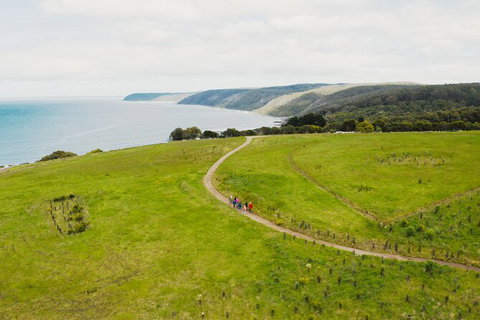 Walk With Wildlife: Guided Tour In Great Ocean Road - Accommodation Asia 3