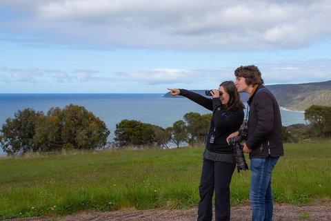 Walk With Wildlife: Guided Tour In Great Ocean Road - Accommodation Asia 5