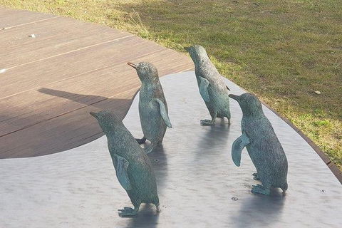 Phillip Island Penguin And Wildlife Tour - Accommodation Asia 14