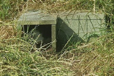 Phillip Island Penguin And Wildlife Tour - Accommodation Asia 11