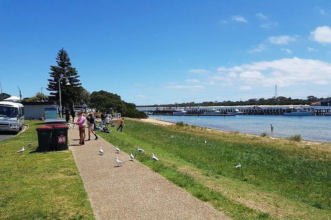 Phillip Island Penguin And Wildlife Tour - Accommodation Asia 25