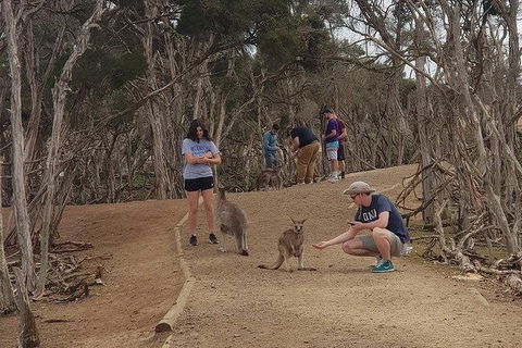 Phillip Island Penguin And Wildlife Tour - Accommodation Asia 34