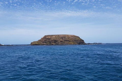 Phillip Island Penguin And Wildlife Tour - Accommodation Asia 17