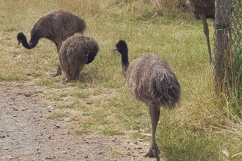 Phillip Island Penguin And Wildlife Tour - Accommodation Asia 32